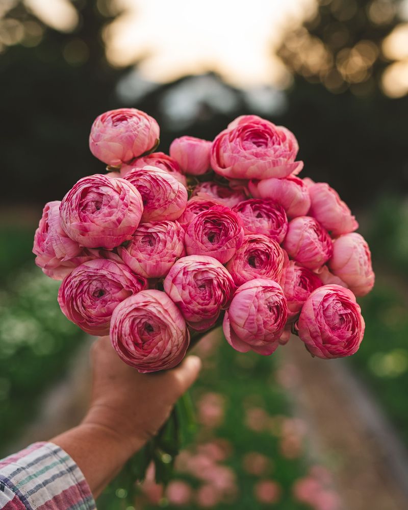 Ranunculus