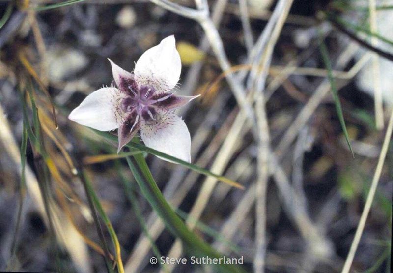 Kokanee Glacier Mariposa Lily