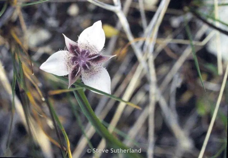 Kokanee Glacier Mariposa Lily