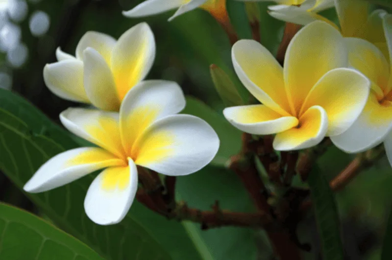 Rare Exotic Plants