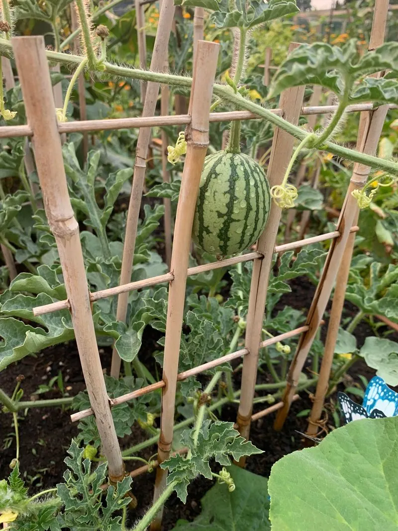Melons