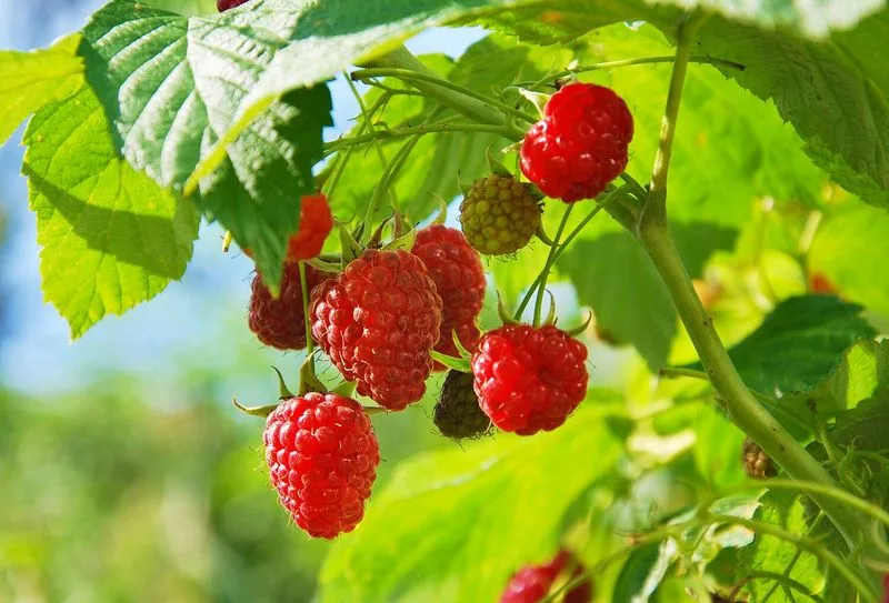 Raspberry