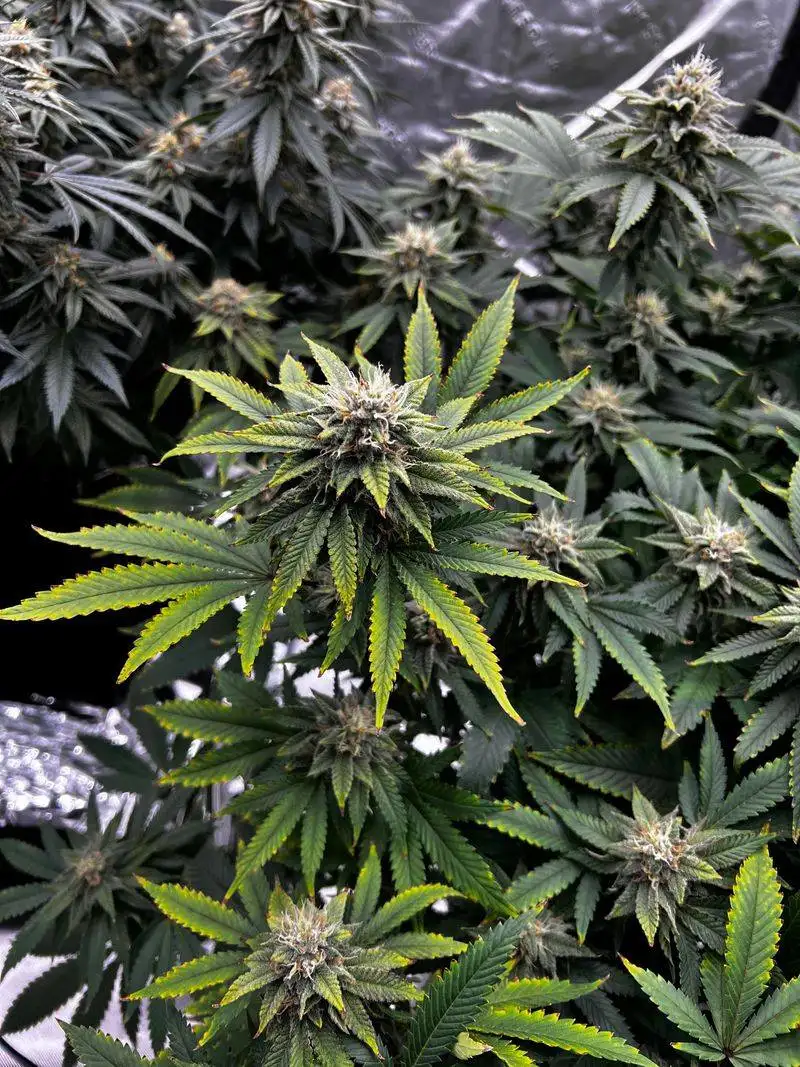 Cannabis