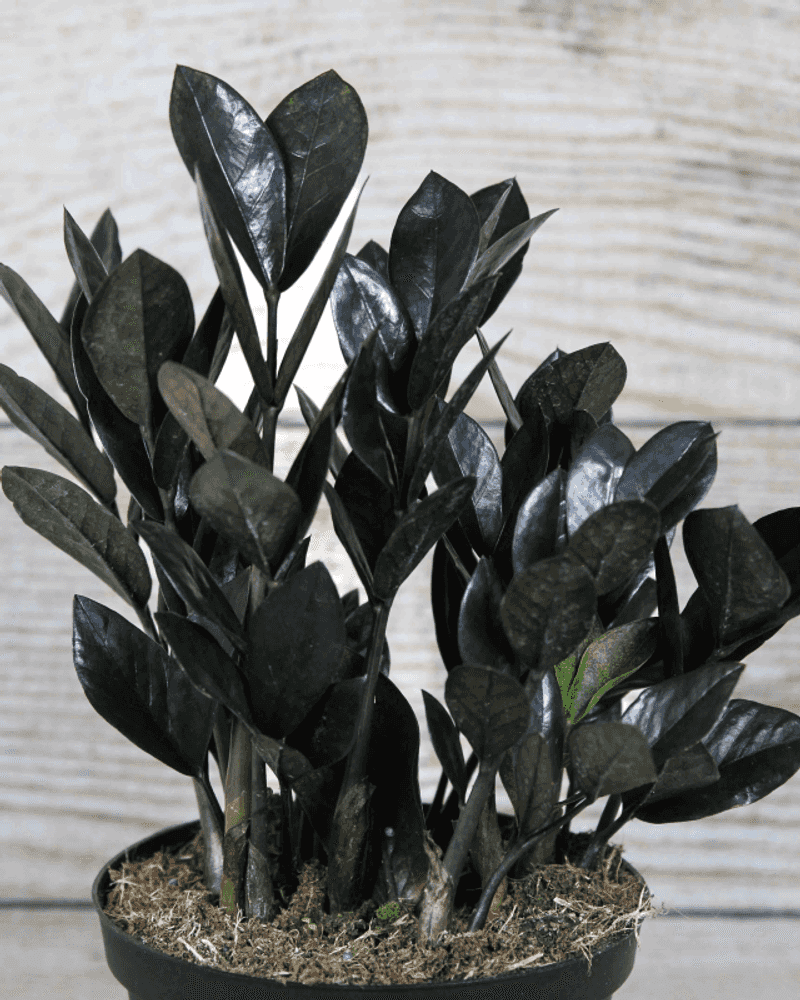 Raven ZZ Plant