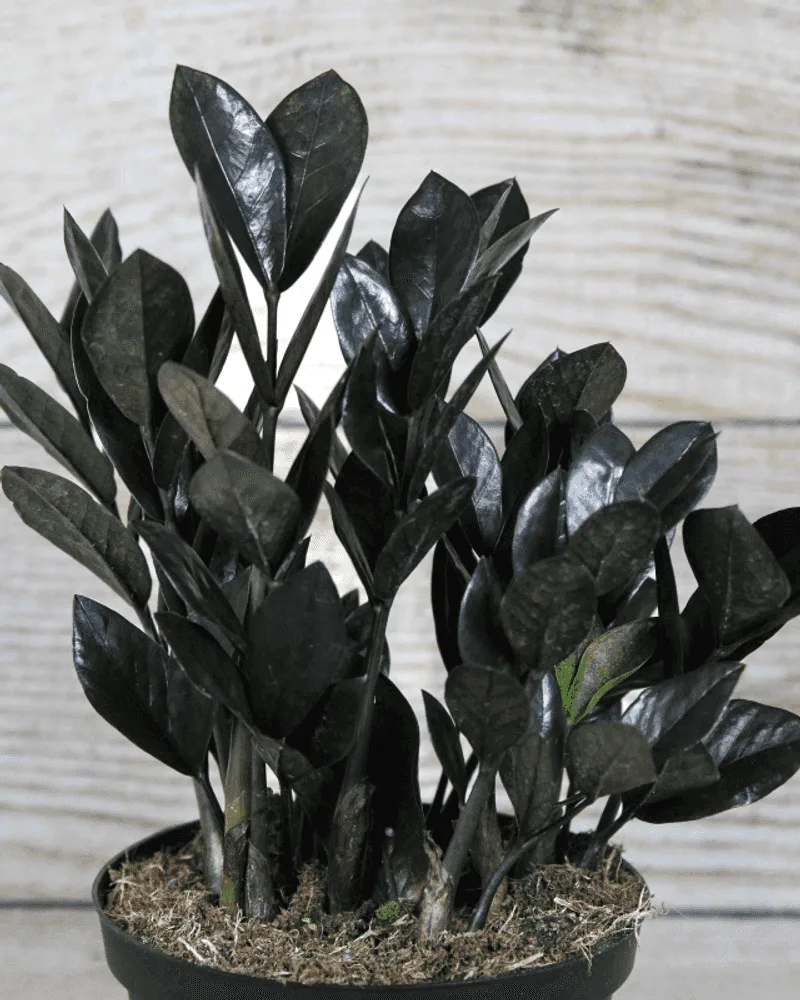 Raven ZZ Plant
