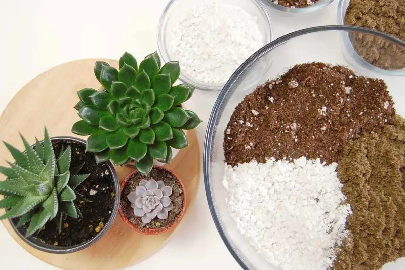 Reason 3: Proper Soil Mix