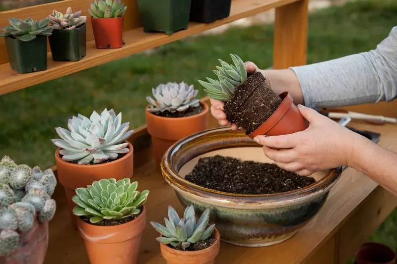 Reason 7: Repotting Challenges