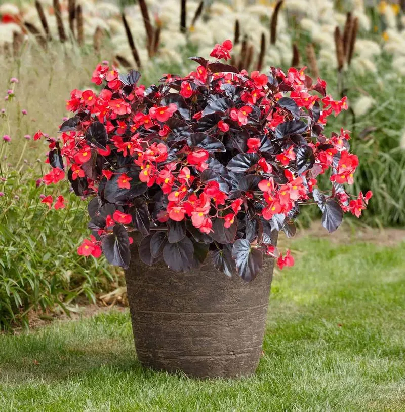 Red Begonia
