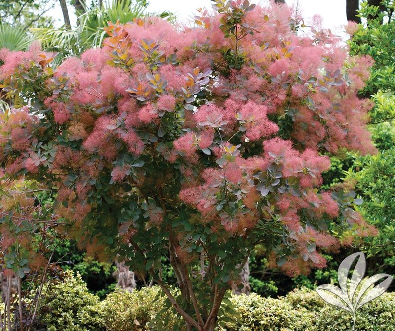 Smoke Tree