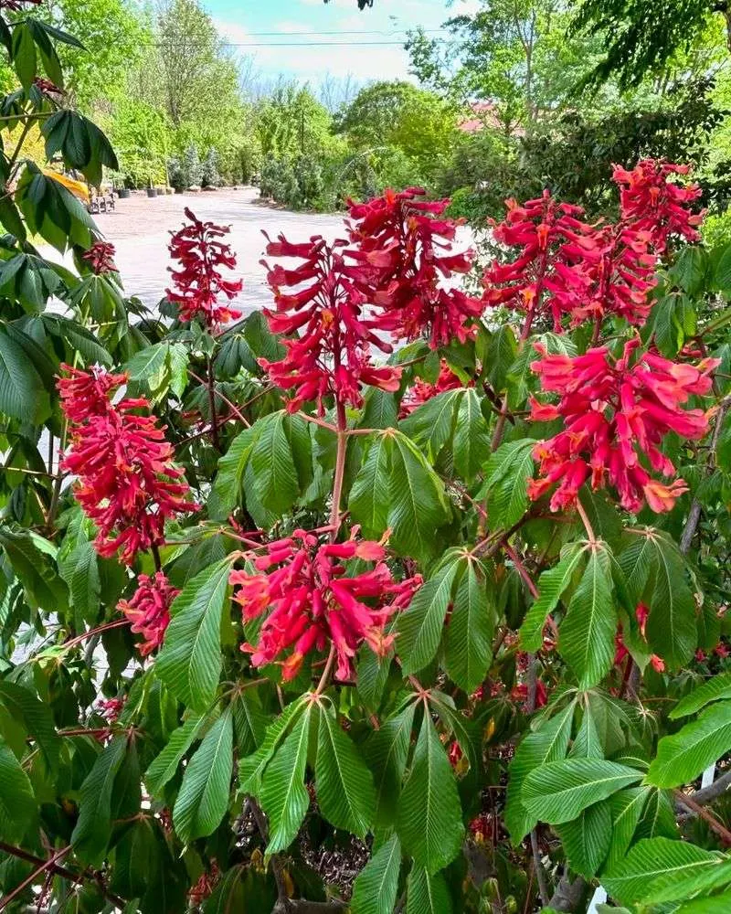 Red Buckeye