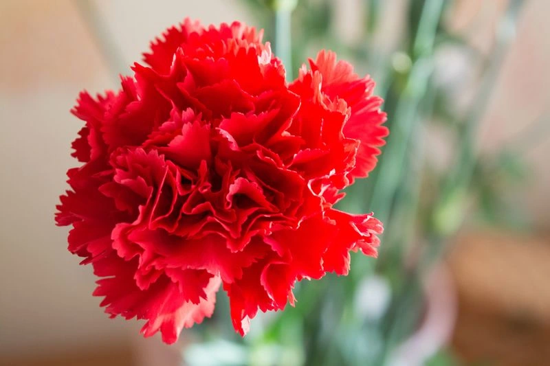 Red Carnation