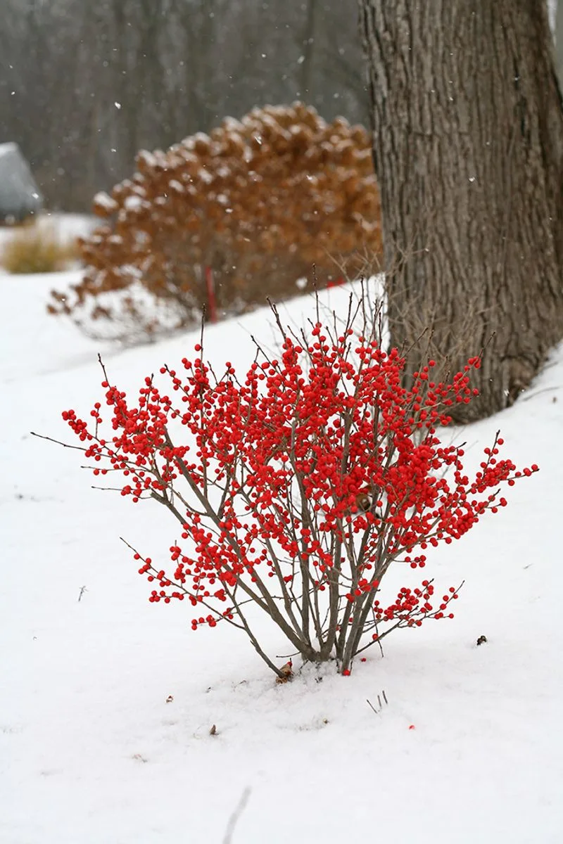 Common Winterberry