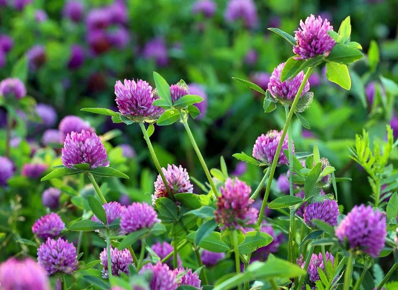 Red Clover