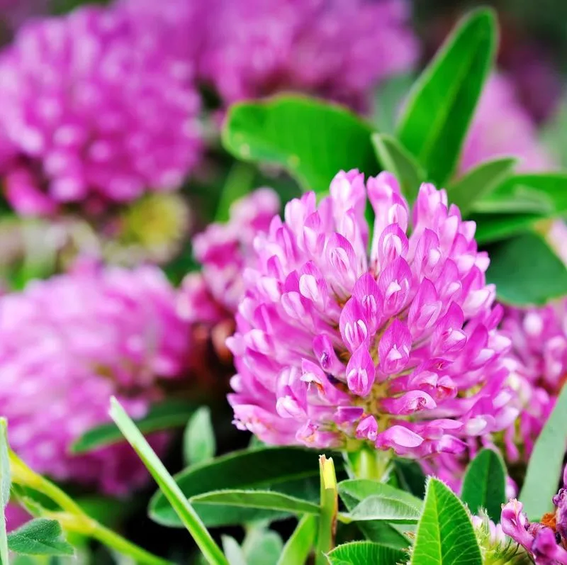 Red Clover