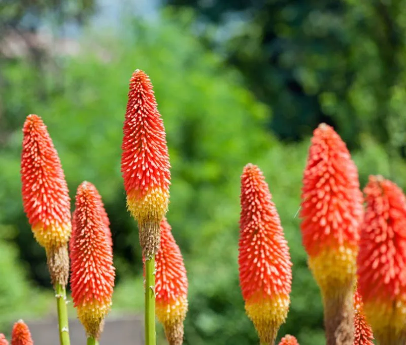 Red Hot Poker