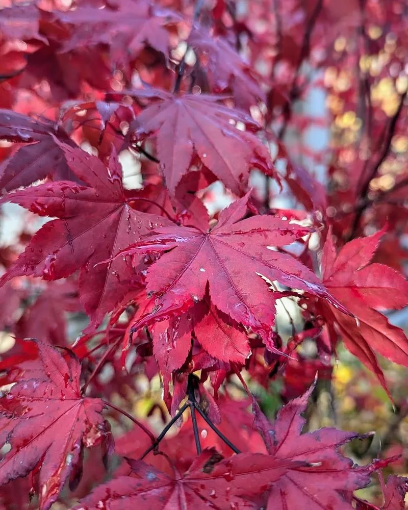 Red Maple