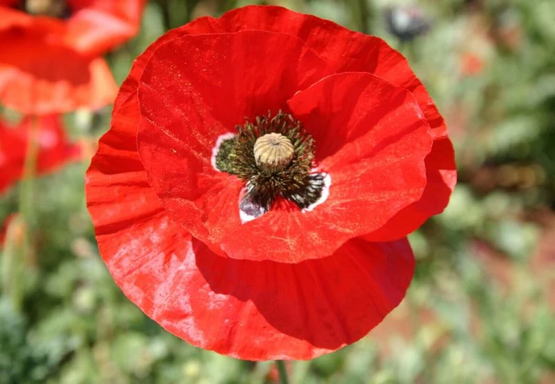 Red Poppy