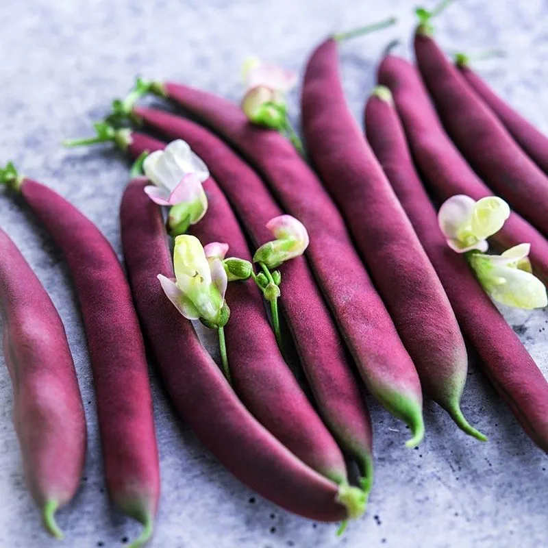 Red Swan Bean
