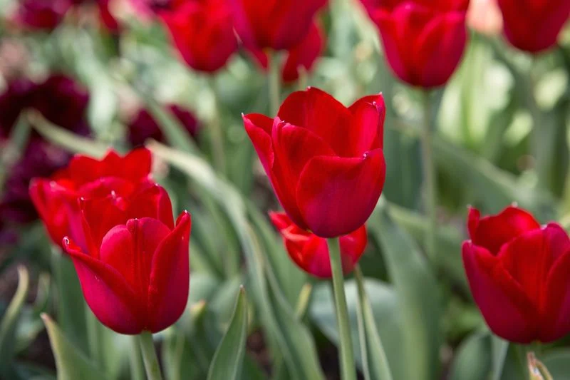 Red Tulip