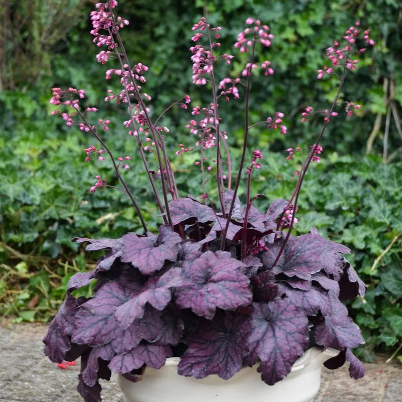 Coral Bells
