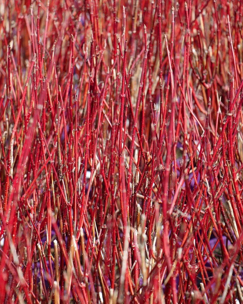Red Twig Dogwood