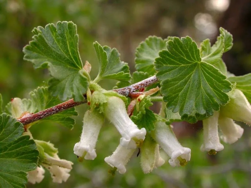 Wax Currant