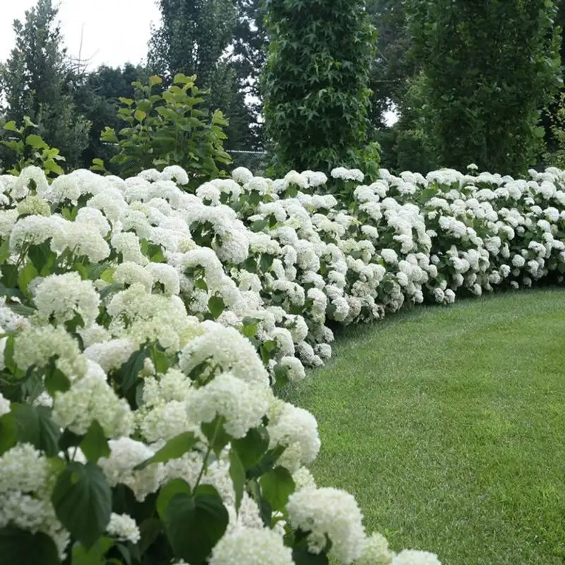 Hydrangea