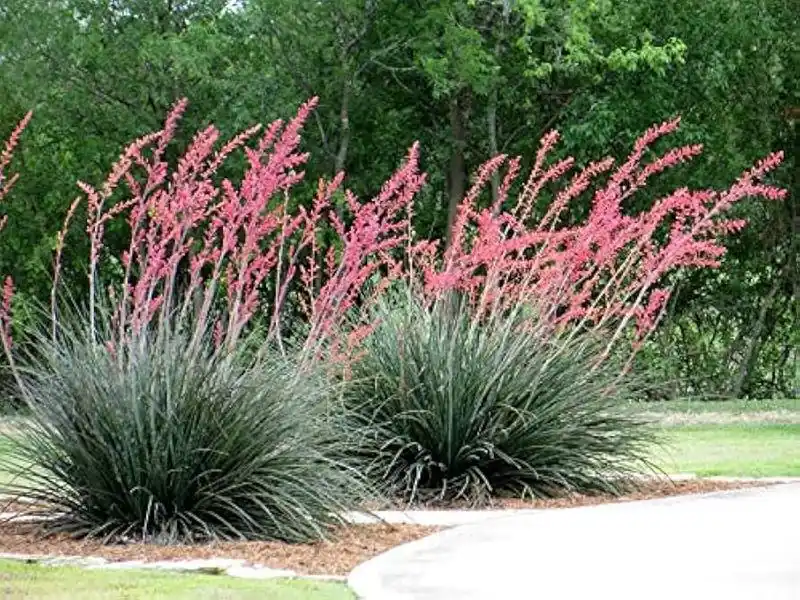 Red Yucca