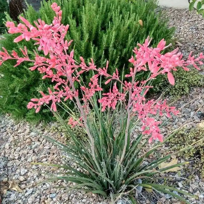 Red Yucca