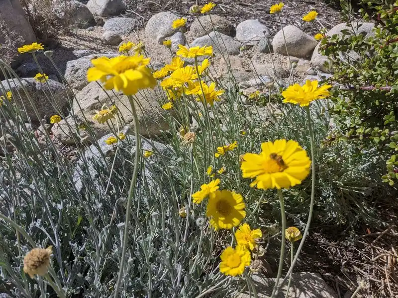 Desert Marigold