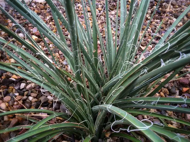 Red Yucca (Hesperaloe parviflora)