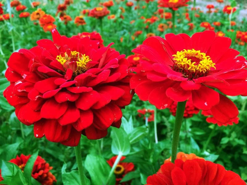 Red Zinnia
