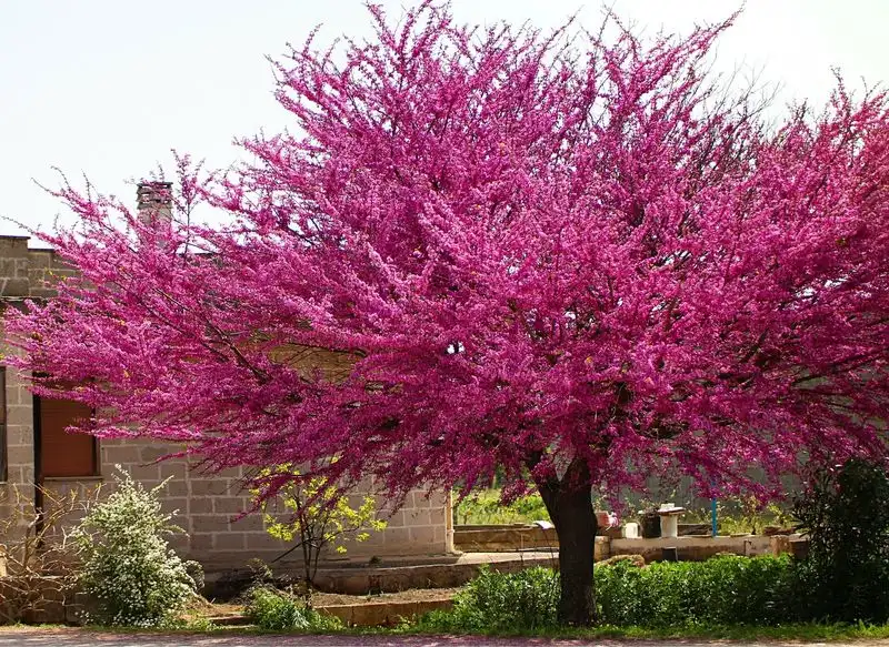 Redbud