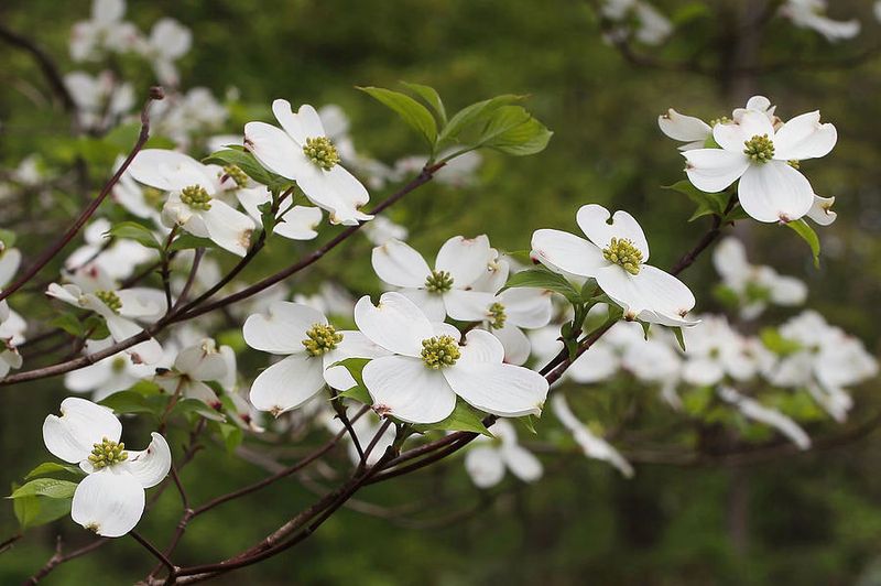 Dogwood