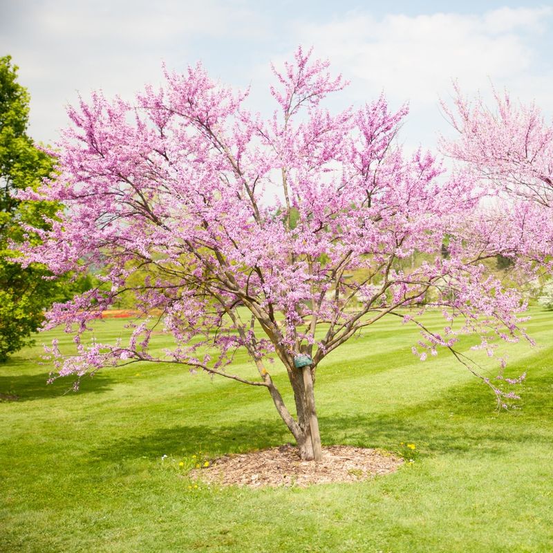 Redbud Tree
