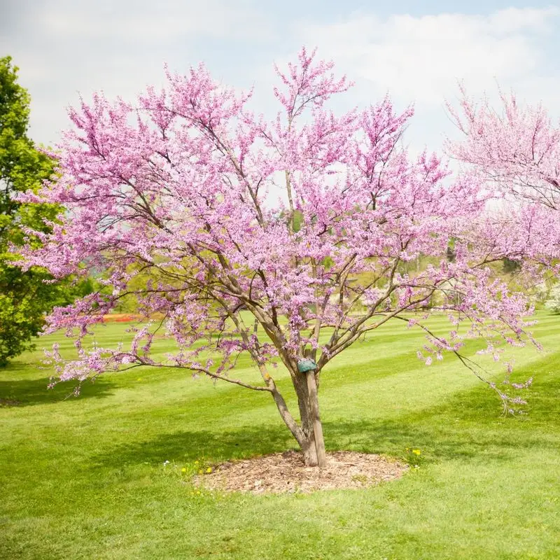 Redbud Tree