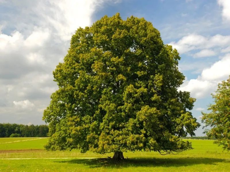 Linden Tree