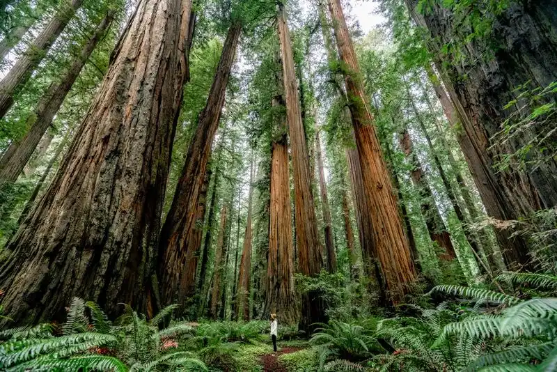 Redwood National and State Parks