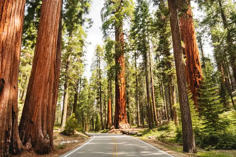 Redwood National and State Parks