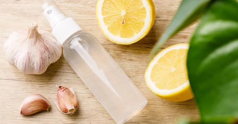 Garlic Infusion Spray