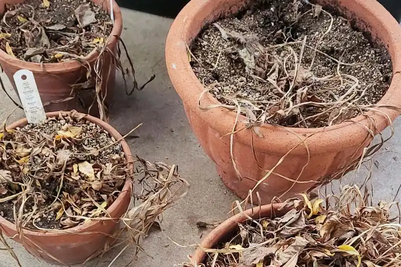 Refresh the Soil