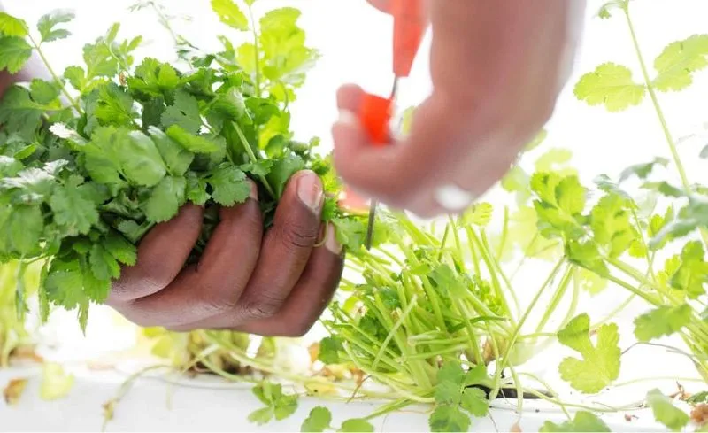 Regular Pruning Techniques