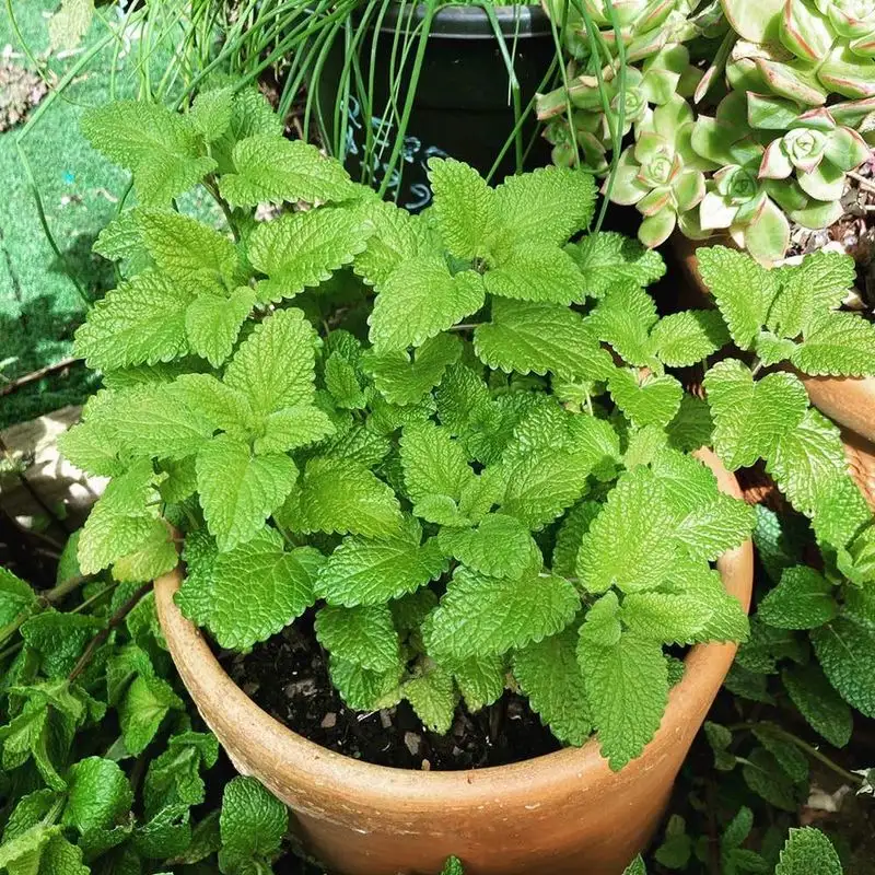 Optimal Watering Techniques