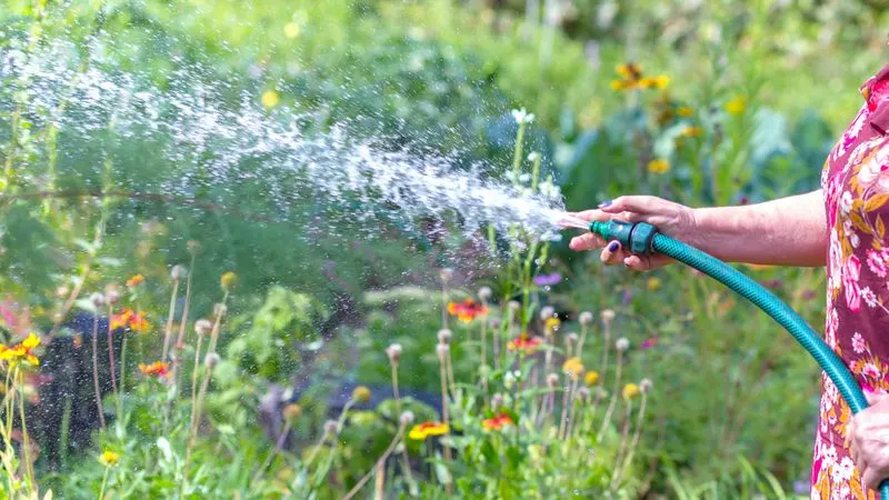 Watering at the Wrong Times