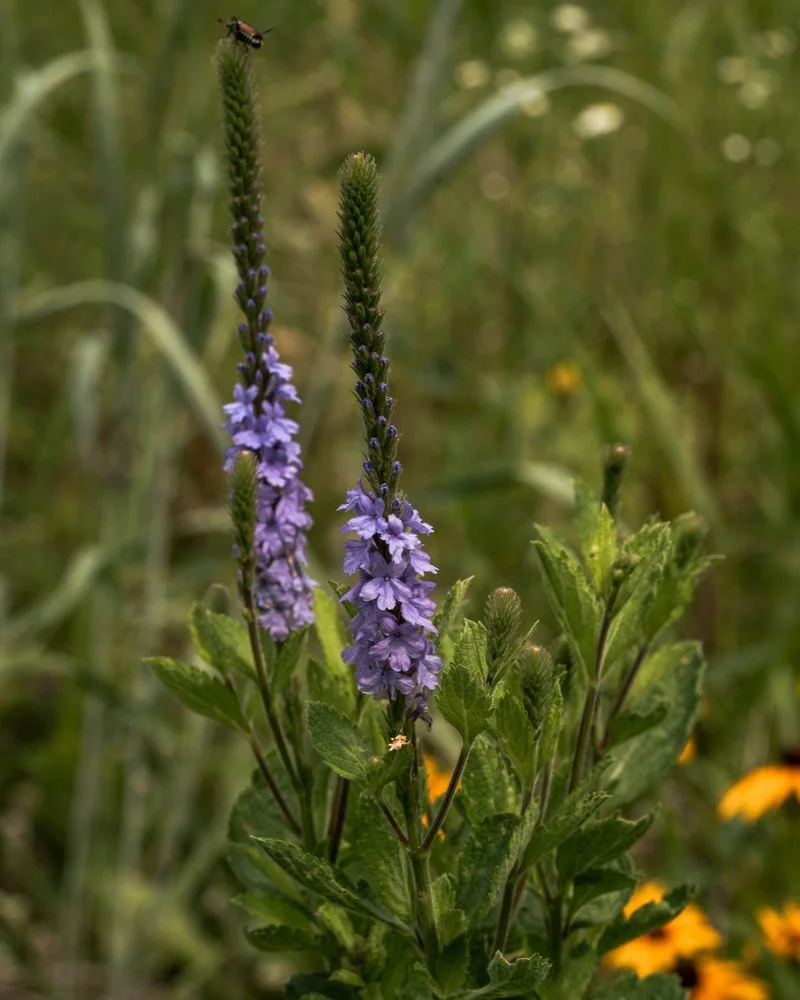 Relying on Invasive Species