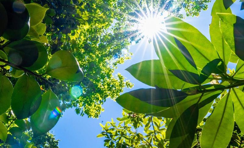 Adaptation to Light Changes