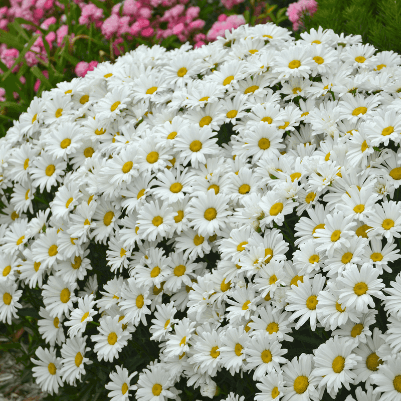 Descending Daisy