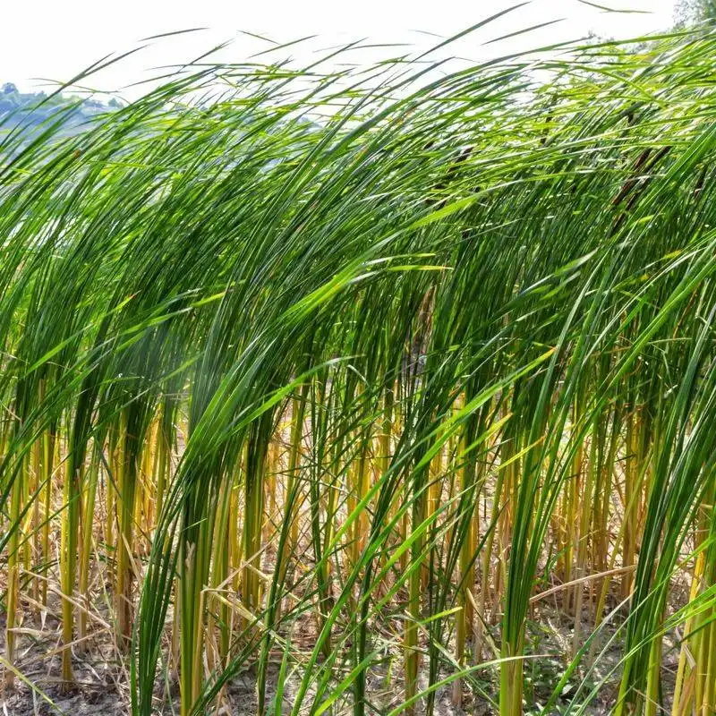 Revitalize Ornamental Grasses