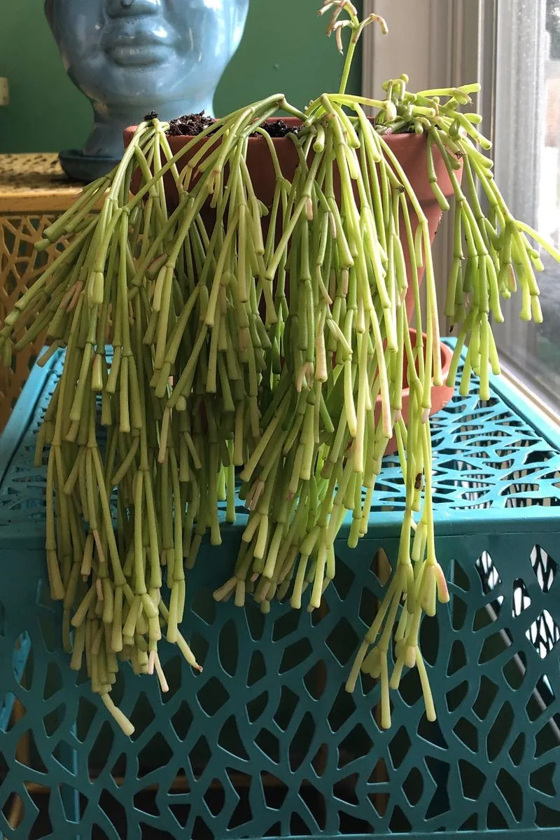 Rhipsalis