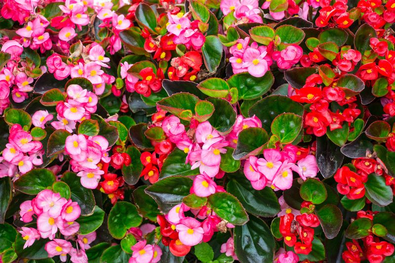Bedding Begonia